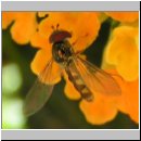 Meliscaeva auricollis - Schwebfliege m01.jpg